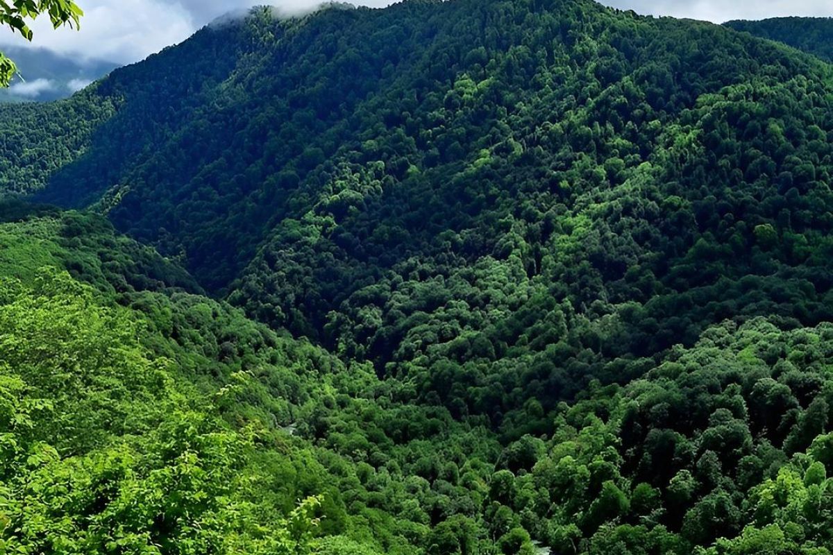 Абхазия–NEW: каньоны, джипинг и 600-летние великаны